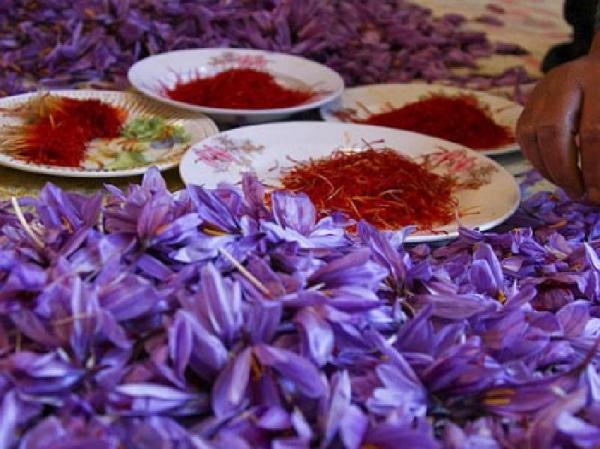 جایگاه مشهد در تولید زعفران ایرانی